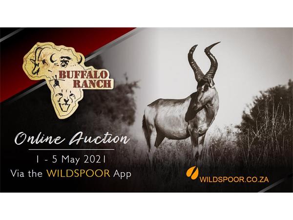 Buffalo Ranch Online Auction 1-5 May 2021